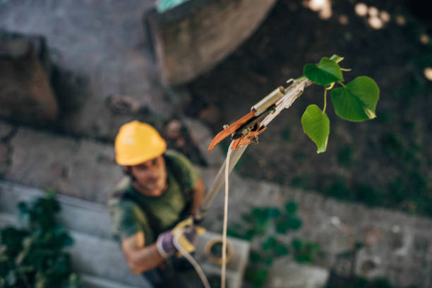 How Our Tree Care Process Works  in Nokomis, IL